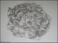 Rose-print